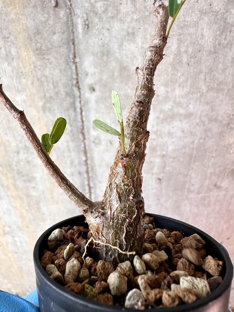 Amazon｜【現品限り】センナ・メリディオナリス 実生【A80】 Senna